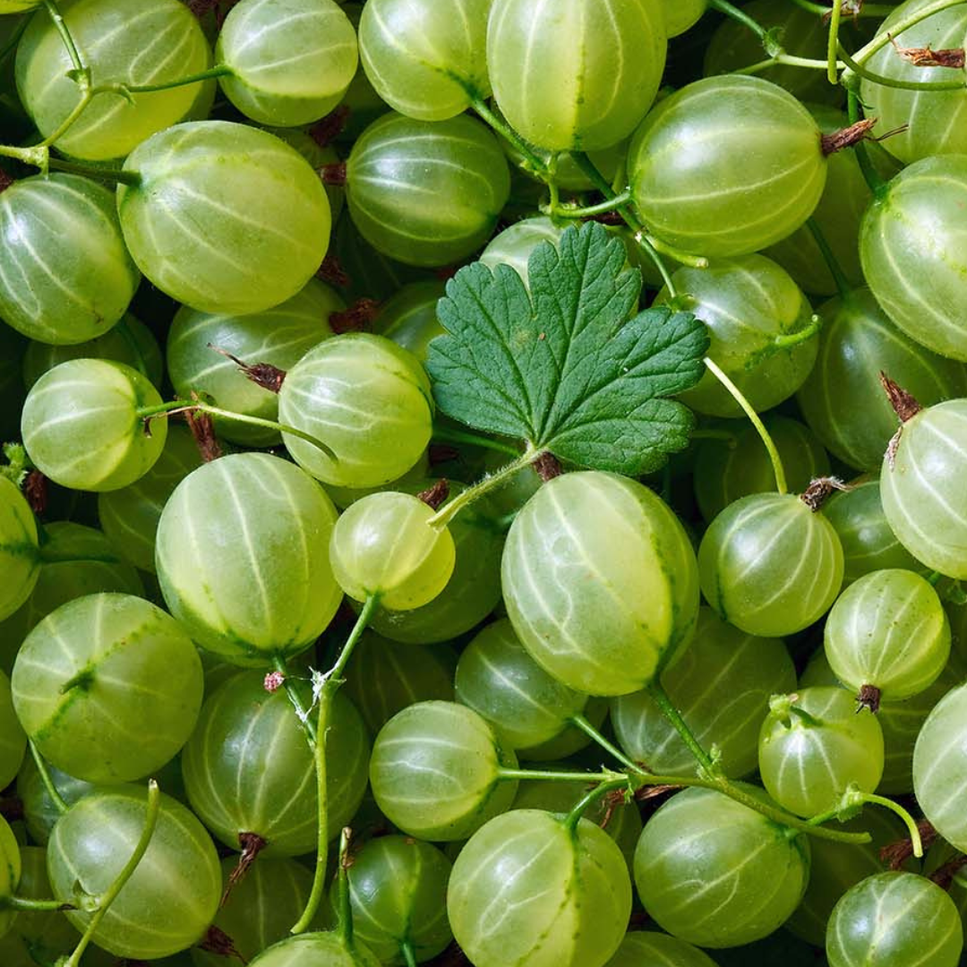 Get a little loose with our gooseberry Daily Loosener at the best restaurant in Chelsea!